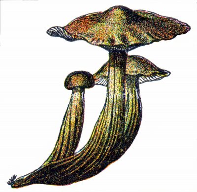 Mushroom Clipart 3 - Spindle Shank Mushrooms