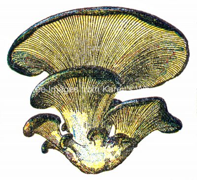 Mushroom Clipart 6 - Oyster Mushrooms