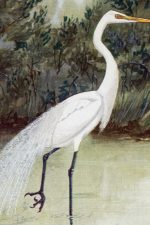 Pictures Of Birds 1 - Egret