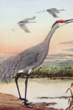 Pictures Of Birds 3 - Sandhill Crane