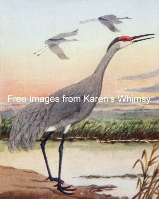 Pictures Of Birds 3 - Sandhill Crane