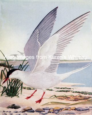 Pictures Of Birds 4 - Wilsons Tern