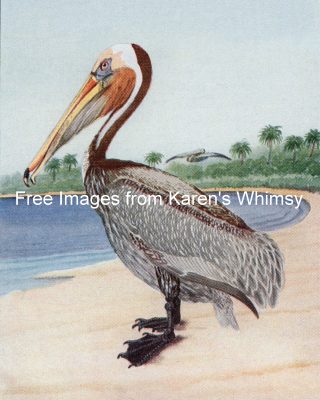 Pictures Of Birds 9 - Brown Pelican