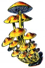 Mushroom Illustrations 1 - Clustered Woodlover