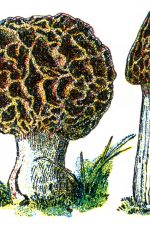 Mushroom Illustrations 2 - True Morel Mushrooms