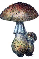 Mushroom Illustrations 4 - Chanterelle Mushrooms