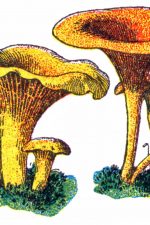 Mushroom Illustrations 5 - Blusher Mushrooms