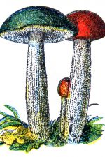 Mushroom Illustrations 6 - Red & Green Mushrooms