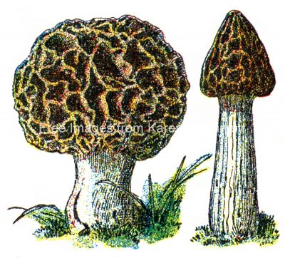 Mushroom Illustrations 2 - True Morel Mushrooms