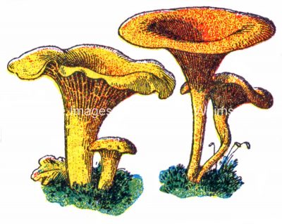 Mushroom Illustrations 5 - Blusher Mushrooms