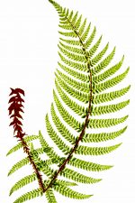 Ferns 2 - Soft Prickly Shield Fern