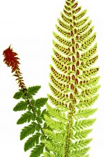 Ferns 3 - Hard Prickly Shield Fern