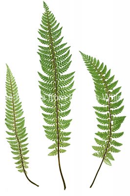 Ferns 9 - Common Prickly Shield Fern