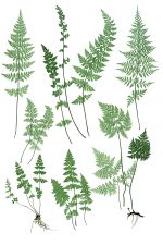 Fern Drawings 7 - Bladder Ferns