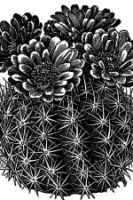 Cactus 9 - Mamillaria Cactus