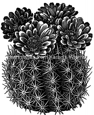 Cactus 9 - Mamillaria Cactus