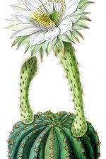 Cactus Clipart 2 - Porcupine Cactus