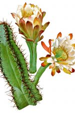 Cactus Clipart 3 - Cereus Alacriportanus