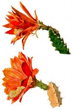 Cactus Clipart 5 - Heliocereus Cacti