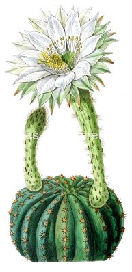 Cactus Clipart 2 - Porcupine Cactus