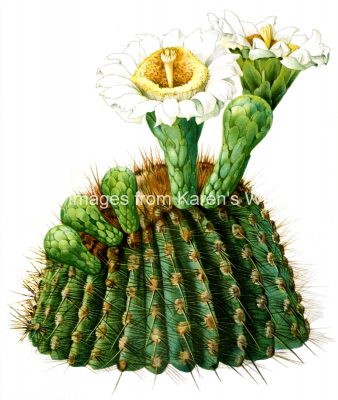 Cactus Clipart 6 - Carnegiea Gigantea