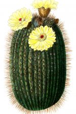 Cactus Images Clip Art 2 - Broom Cactus