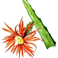 Cactus Images Clip Art