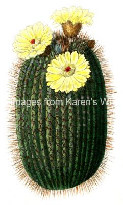 Cactus Images Clip Art 2 - Broom Cactus