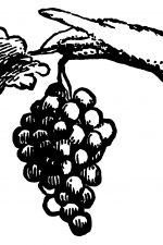 Grapes 3 - Hand Holding Grapes