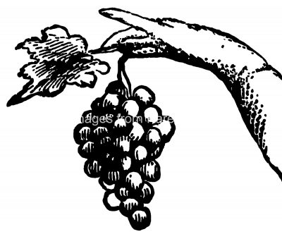 Grapes 3 - Hand Holding Grapes