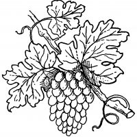Images of Grapes
