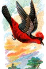 Types Of Birds 11 - Red Araguira