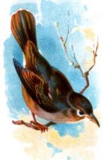Types of Birds 4 - Nightingale on Branch