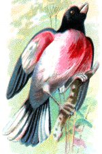 Types of Birds 5 - Rose-Breasted Grosbeak