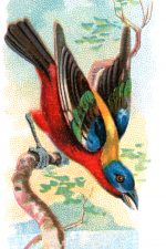 Types of Birds 6 - Painted Bunting