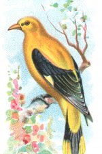 Types of Birds 7 - Golden Oriole