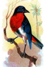 Types Of Birds 9 - Parrot Finch