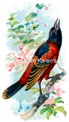 Types of Birds 1 - Orchard Oriole