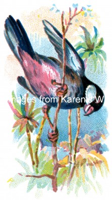 Types of Birds 3 - Java Grosbeak