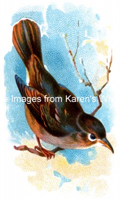 Types of Birds 4 - Nightingale on Branch