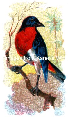 Types Of Birds 9 - Parrot Finch