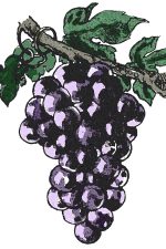 Grape Clipart 6