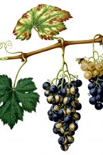 Pictures of Grapes 1 - Summer Grape