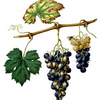Pictures of Grapes