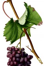 Pictures of Grapes 2 - Barberossa Grapes