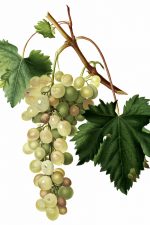 Pictures of Grapes 3 - Muscat Grapes