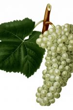 Pictures of Grapes 5 - White Grapes