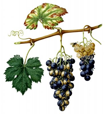 Pictures of Grapes 1 - Summer Grape