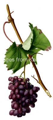 Pictures of Grapes 2 - Barberossa Grapes