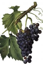 Grape Pictures 1 - Moscadella Grapes